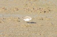 Calidris minuta