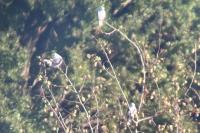 Elanus caeruleus