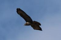 Buteo buteo
