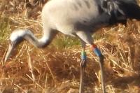 Grus grus