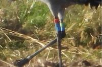 Grus grus