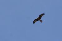 Milvus milvus