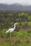 Ardea alba
