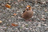 Coccothraustes coccothraustes