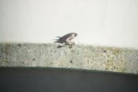 Falco peregrinus