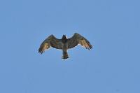 Circaetus gallicus