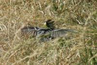 Parus major