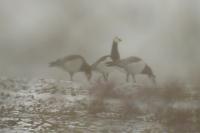 Branta leucopsis