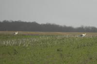 Ciconia ciconia