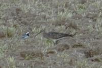 Numenius phaeopus