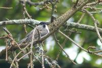 Poecile palustris