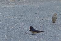 Hirundo rustica