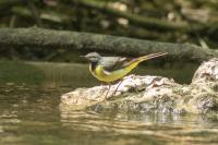 Motacilla cinerea