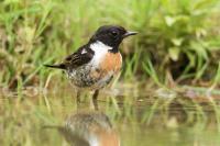 Saxicola rubicola