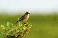 Saxicola rubetra