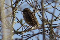 Emberiza schoeniclus