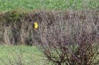 Emberiza citrinella