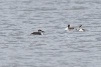 Podiceps grisegena