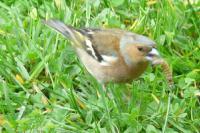 Fringilla coelebs
