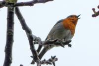 Erithacus rubecula