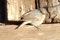 Phoenicurus ochruros