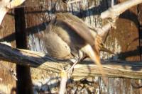 Phoenicurus ochruros