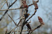 Fringilla coelebs
