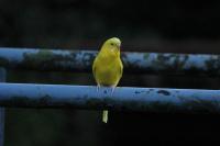 Melopsittacus undulatus