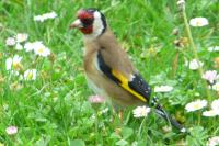 Carduelis carduelis