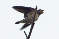 Hirundo rustica