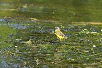 Motacilla flava
