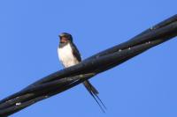 Hirundo rustica
