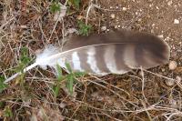 Buteo buteo