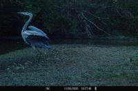 Ardea cinerea
