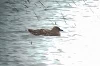 Stercorarius skua