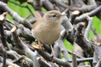 Troglodytes troglodytes