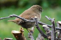 Troglodytes troglodytes