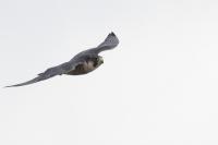 Falco peregrinus