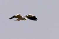 Elanus caeruleus