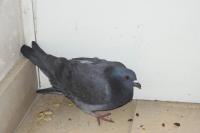 Columba livia