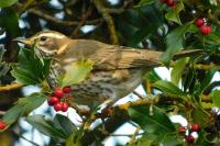 Turdus iliacus