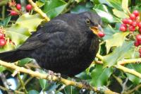 Turdus merula