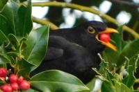 Turdus merula
