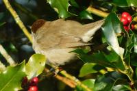 Sylvia atricapilla