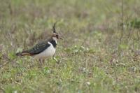 Vanellus vanellus