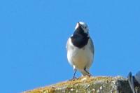 Motacilla alba yarrellii