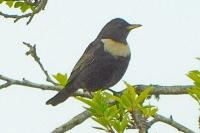 Turdus torquatus