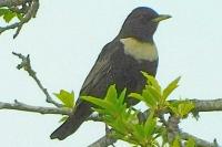Turdus torquatus