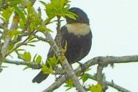 Turdus torquatus