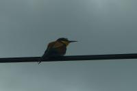 Merops apiaster